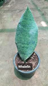 Plantwale : Sansevieria masoniana - Whale Fin Snake Plant | Air ...