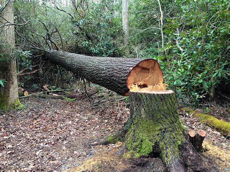 Image result for Chainsaw Tree Fall