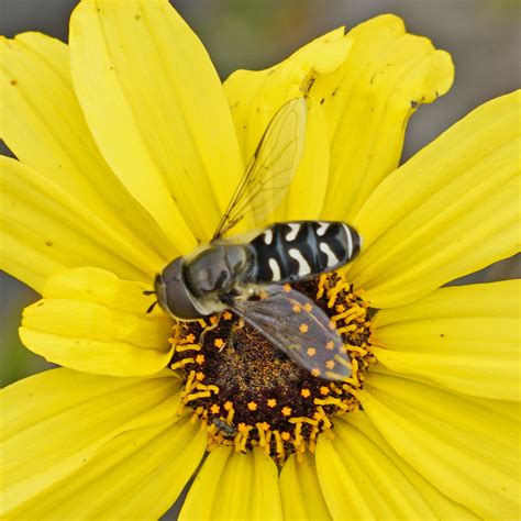 White-bowed Smoothwing from Featherly Regional Park, CA, USA on April ...
