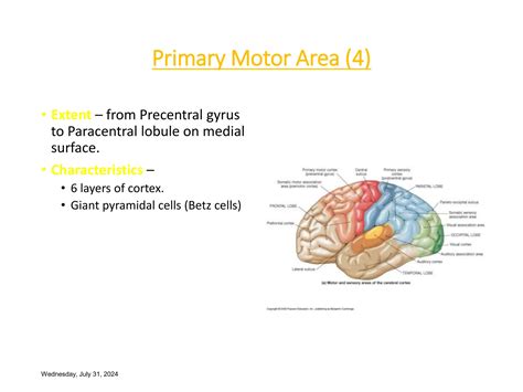 Kluver-Bucy Syndrome.ppt affecting cerebral cortex | PPT