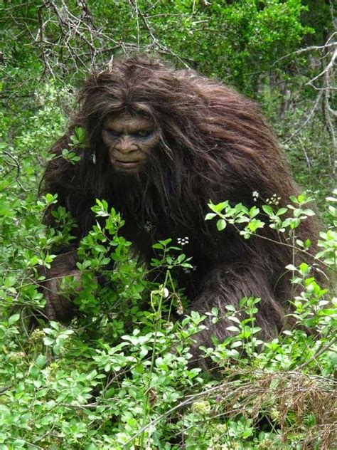 Image result for Bigfoot Found Alive