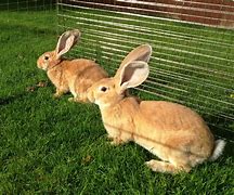 Image result for Orange Baby Rabbit
