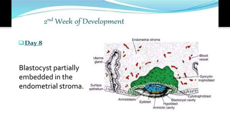 Image result for 2nd Week of Development