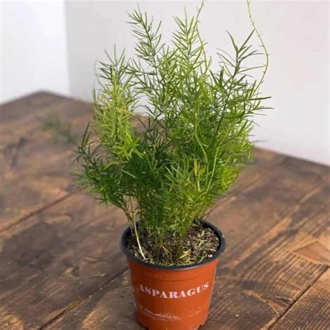 Sprengeri Fern Care: Growing The Asparagus Densiflorus
