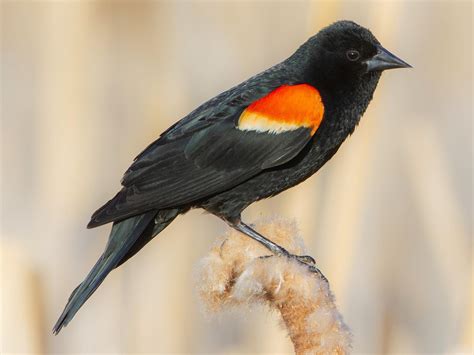 Red-winged Blackbird - NestWatch