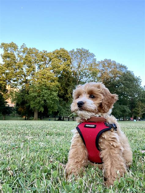 10 Week Old Cockapoo 的图像结果