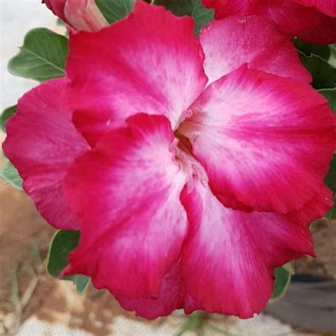 Grafted Adenium Code : 44 – Indian Gardens