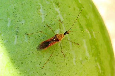 ¿Es esta la chinche más asesina?