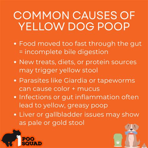 Why Your Dog's Poop Is Yellow and When It’s a Problem