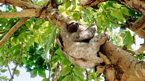 Sloth Climbing Tree 的图像结果