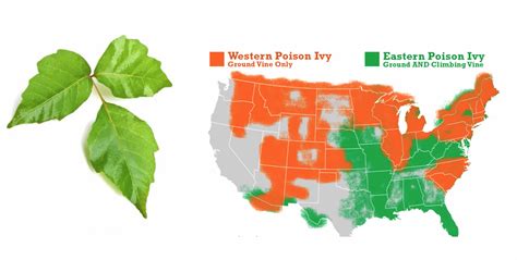 How to Identify, Clean & Treat Poison Ivy, Oak & Sumac — Outdoor Goyo