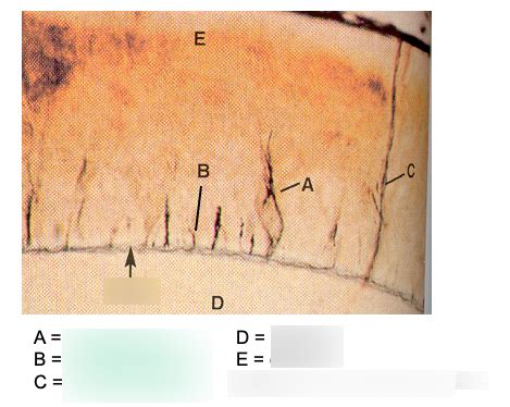 Enamel Structure Diagram | Quizlet