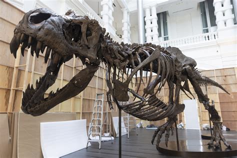 Real Dinosaurs Bones