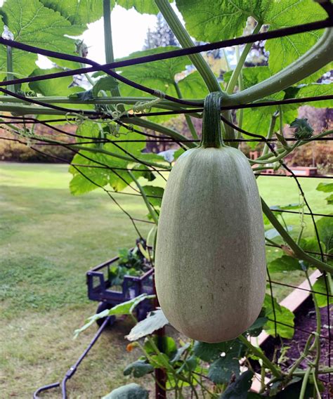 Spaghetti Squash Trellis