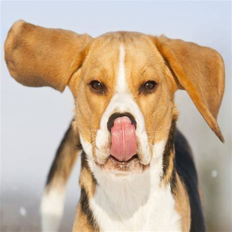 Are Dogs Stronger Than Humans