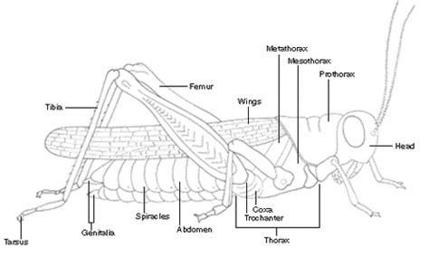 Animal - Notes - Biology | Mrs. McComas