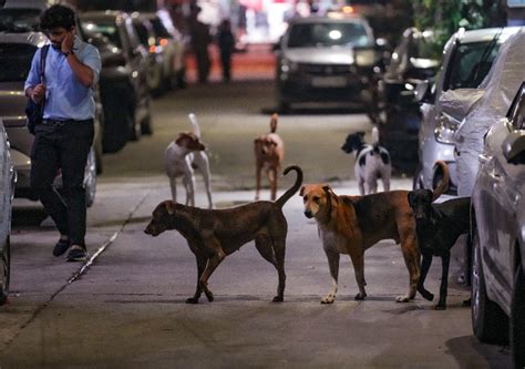 67 dog bite cases reported in one day from Kalyan and Dombivli towns in ...