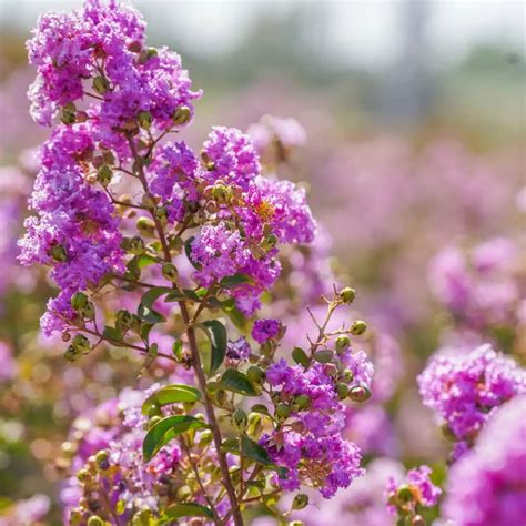 Lagerstroemia indica 'Muskogee', Mirto crespo - vaso 3 litri