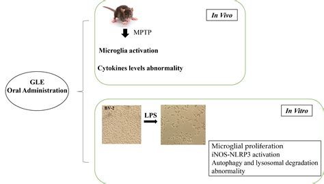 Ganoderma lucidum Modulates Inflammatory Responses following 1-Methyl-4 ...