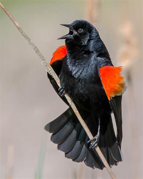 Red-winged Blackbirds begin their spring migration in mid-February with males departing before ... - migration of red winged blackbird