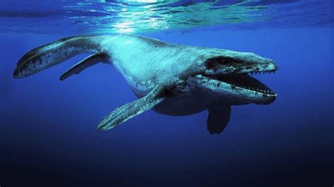 Mosasaurus - Free Coloring Pages