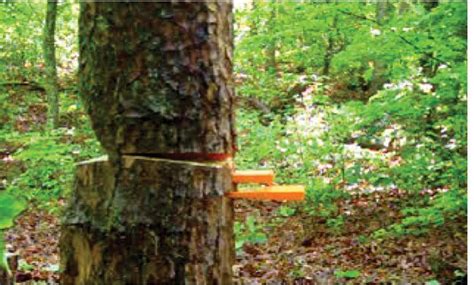 Image result for Tree Felling Escape Route