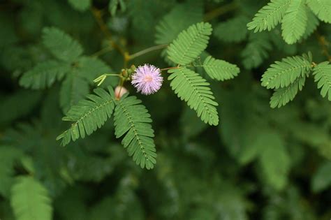 Sensitive Plant: Care & Growing Guide
