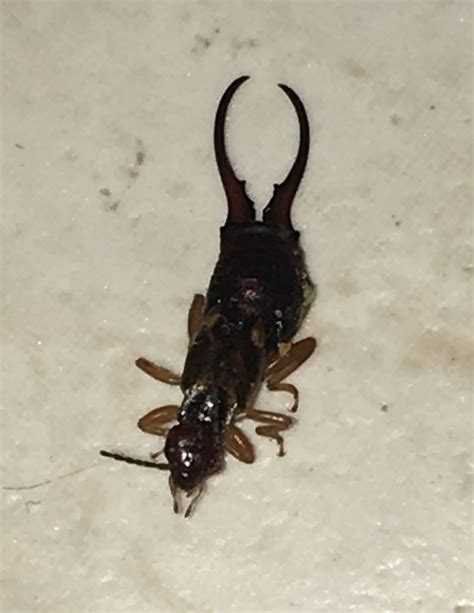 Earwig - PEST CONTROL CANADA