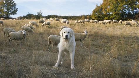 9 Livestock Guardian Dog Breeds For Protecting Sheep From Predators EN Pet YOLO