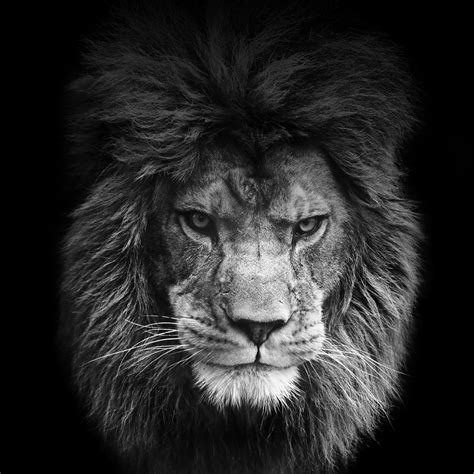 Black Lion 4K Wallpapers - Top Free Black Lion 4K Backgrounds ...