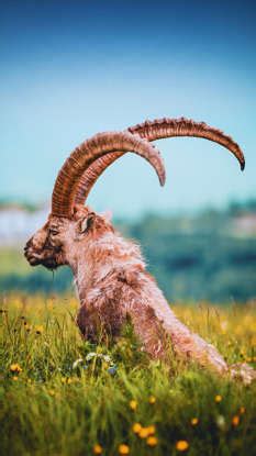 10 animals found only in Pakistan