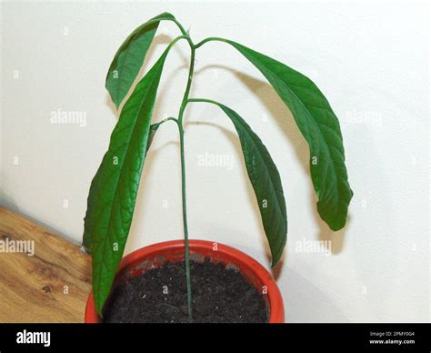 Image result for Small Avocado Tree