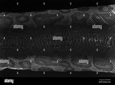 Image result for Royal Python Skin Background