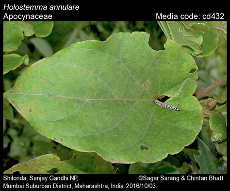 Holostemma annulare | Butterfly