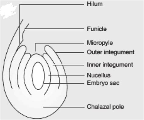 Draw a lebelled of the L.S of anatropous ovule - Brainly.in