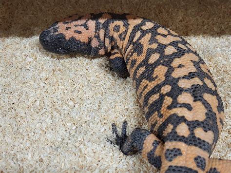Gila monster - ZooChat