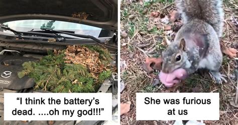 Image result for Girls Running Over Squirrels with Their Cars