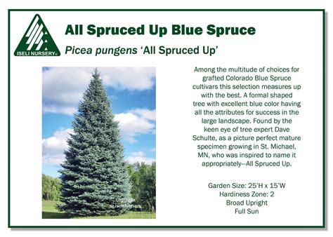 Picea Pungens ‘All Spruced Up’