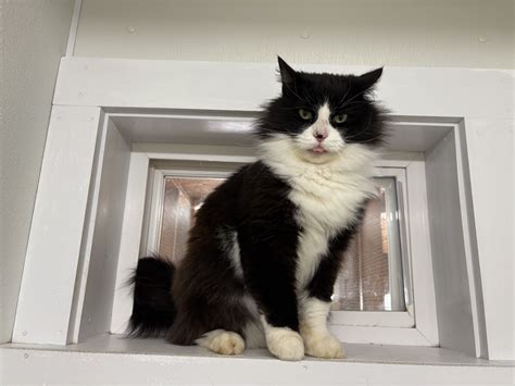 Sylvester 4 – harvest hills animal shelter Open by appointment only