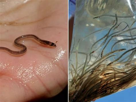 How Humans Made Trafficking Of Eel For Consumption The ‘Largest ...