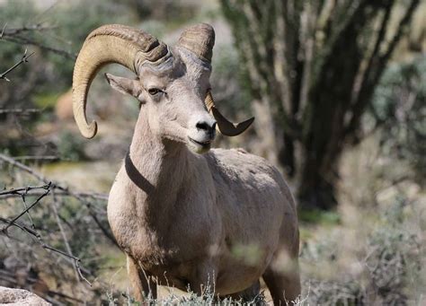 Desert Bighorn Sheep