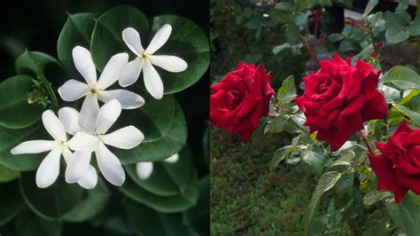 Haircare Tips: Hibiscus To Rosemary; 5 Flowers That Can Boost Hair Growth