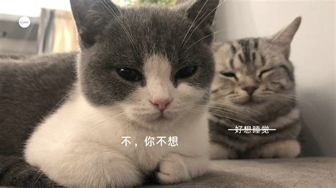 灰褐色两小只可爱猫咪想睡觉照片宠物分享中文电脑桌面