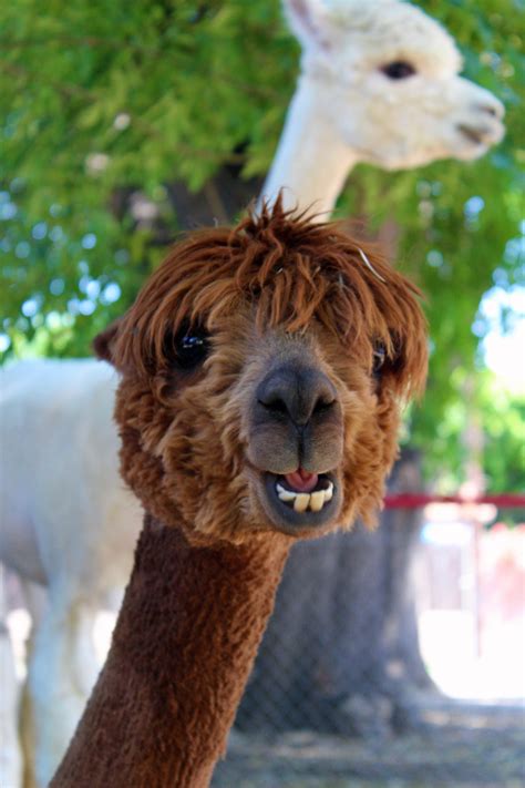 Kindred Spirits Care Farm