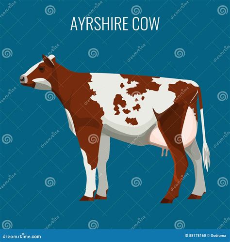 Ayrshire Cows On White. Vector Illustration Of Dairy Cattle ...