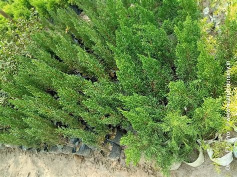 Pencil Pine Plant Manufacturers and Suppliers from Hojai