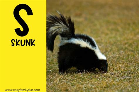 373 Spectacular Animals that Start with S