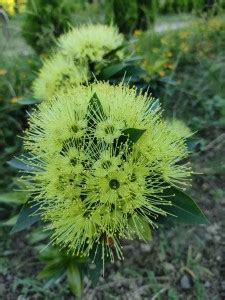 DEBNATH Indian trumpet flower Plant Price in India - Buy DEBNATH Indian ...