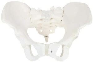 SIMNIS Female Pelvis Skeleton Model, Anatomically Correct, Life Size ...