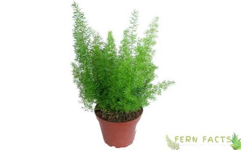 Image result for Using Ming Fern to Replicate Tree Trees